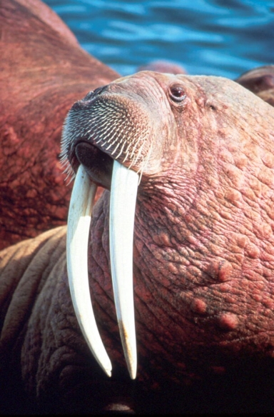 walrus walrus