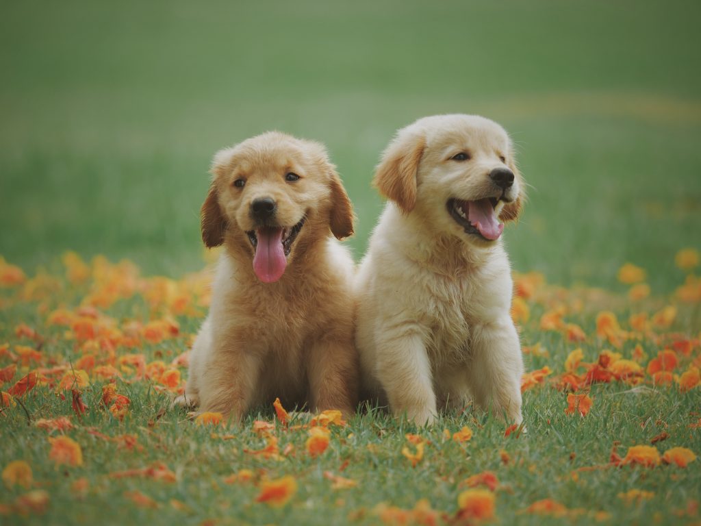 3 Reasons to Add a Dog to Your Family